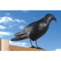 CUERVO PLÁSTICO ANTI PALOMAS CUERVO PLÁSTICO ANTI PALOMAS